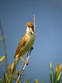 Ime datoteke=Mocvirska_trs_Marsh_warbler_Acrocephalus_palustris_Penice_Sylviidae_01.jpg
Velikost datoteke=145KB
Dimenzija=600x800
Datum objave=27.08.2008 Mocvirska_trs_Marsh_warbler_Acrocephalus_palustris_Penice_Sylviidae_01.jpg
