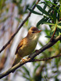 Ime datoteke=Mocvirska_trs_Marsh_warbler_Acrocephalus_palustris_Penice_Sylviidae_02.jpg
Velikost datoteke=165KB
Dimenzija=596x800
Datum objave=27.08.2008 Mocvirska_trs_Marsh_warbler_Acrocephalus_palustris_Penice_Sylviidae_02.jpg