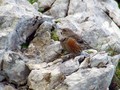 Ime datoteke=Planinska_pevka_Alpine_accentor_02.jpg
Velikost datoteke=115KB
Dimenzija=800x600
Datum objave=27.08.2008 Planinska_pevka_Alpine_accentor_02.jpg