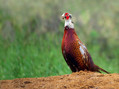 Ime datoteke=Fazan_Pheasant_08.jpg
Velikost datoteke=150KB
Dimenzija=800x597
Datum objave=12.09.2008 Fazan_Pheasant_08.jpg