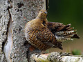 Rusevec_Black_grouse_08.jpg