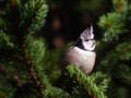 copasta_sinica_Crested_tit_Parus_cristatus_Paridae_01.jpg