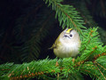 Rumenoglavi_kraljicek_Goldcrest_04.jpg