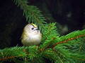 Rumenoglavi_kraljicek_Goldcrest_05.jpg