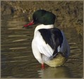 Velika_zagarica_Goosander_Mergus_merganser_Plovci_Anatidae_03.jpg