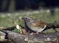 Ime datoteke=Siva_pevka_Dunnock_09.jpg
Velikost datoteke=265KB
Dimenzija=802x588
Datum objave=03.10.2008 Siva_pevka_Dunnock_09.jpg