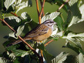 Skalni_strnad_Rock_bunting_06.jpg