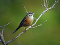 Skalni_strnad_Rock_bunting_07.jpg