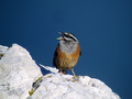 Skalni_strnad_Rock_bunting_08.jpg