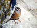 Skalni_strnad_Rock_bunting_09.jpg