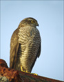 Ime datoteke=Skobec_Sparrowhawk_10.jpg
Velikost datoteke=240KB
Dimenzija=624x802
Datum objave=03.10.2008 Skobec_Sparrowhawk_10.jpg