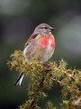 Ime datoteke=Repnik_Linnet_07.jpg
Velikost datoteke=149KB
Dimenzija=600x800
Datum objave=18.10.2008 Repnik_Linnet_07.jpg