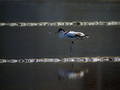 Ime datoteke=Sabljarka_Avocet_Recurvirostra_avosetta_Polojniki_Recurvirostridae_01.jpg
Velikost datoteke=92KB
Dimenzija=800x600
Datum objave=18.10.2008 Sabljarka_Avocet_Recurvirostra_avosetta_Polojniki_Recurvirostridae_01.jpg