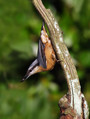 Ime datoteke=Brglez_Nuthatch_08.jpg
Velikost datoteke=156KB
Dimenzija=604x800
Datum objave=24.10.2008 Brglez_Nuthatch_08.jpg