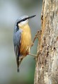 Ime datoteke=Brglez_Nuthatch_09.jpg
Velikost datoteke=127KB
Dimenzija=551x800
Datum objave=24.10.2008 Brglez_Nuthatch_09.jpg