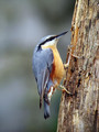 Ime datoteke=Brglez_Nuthatch_10.jpg
Velikost datoteke=152KB
Dimenzija=600x800
Datum objave=24.10.2008 Brglez_Nuthatch_10.jpg
