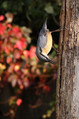 Ime datoteke=Brglez_Nuthatch_11.jpg
Velikost datoteke=145KB
Dimenzija=533x800
Datum objave=04.11.2008 Brglez_Nuthatch_11.jpg