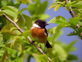 Prosnik_Stonechat_08.jpg