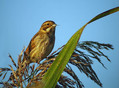 Ime datoteke=Trstni_strnad_Reed_bunting_12.jpg
Velikost datoteke=136KB
Dimenzija=800x592
Datum objave=04.11.2008 Trstni_strnad_Reed_bunting_12.jpg