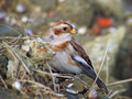 Snezni_strnad_Snow_bunting_07.jpg