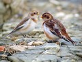 Snezni_strnad_Snow_bunting_11.jpg