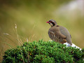 Ime datoteke=Kotorna_Rock_partridge_Alectoris_graeca_Poljske_kure_Phasianidae_07.jpg
Velikost datoteke=137KB
Dimenzija=800x600
Datum objave=11.12.2008 Kotorna_Rock_partridge_Alectoris_graeca_Poljske_kure_Phasianidae_07.jpg