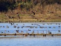 Priba_Lapwing_05.jpg