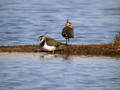 Ime datoteke=Priba_Lapwing_06.jpg
Velikost datoteke=142KB
Dimenzija=800x600
Datum objave=11.12.2008 Priba_Lapwing_06.jpg