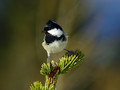 Meniscek_Coal_tit_07.jpg