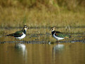 Ime datoteke=Priba_Lapwing_07.jpg
Velikost datoteke=128KB
Dimenzija=800x600
Datum objave=25.12.2008 Priba_Lapwing_07.jpg