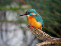 Ime datoteke=Vodomec_Kingfisher_14.jpg
Velikost datoteke=144KB
Dimenzija=800x600
Datum objave=25.12.2008 Vodomec_Kingfisher_14.jpg