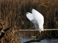 Ime datoteke=Mala_bela_caplja_Egretta_garzetta_16.jpg
Velikost datoteke=121KB
Dimenzija=800x594
Datum objave=02.01.2009 Mala_bela_caplja_Egretta_garzetta_16.jpg