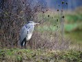 Ime datoteke=Siva__caplja_Grey_heron_06.jpg
Velikost datoteke=178KB
Dimenzija=800x600
Datum objave=02.01.2009 Siva__caplja_Grey_heron_06.jpg
