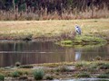 Ime datoteke=Siva__caplja_Grey_heron_07.jpg
Velikost datoteke=125KB
Dimenzija=800x600
Datum objave=02.01.2009 Siva__caplja_Grey_heron_07.jpg