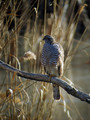 Ime datoteke=Skobec_Sparrowhawk_11.jpg
Velikost datoteke=163KB
Dimenzija=600x800
Datum objave=19.01.2009 Skobec_Sparrowhawk_11.jpg