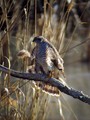 Ime datoteke=Skobec_Sparrowhawk_12.jpg
Velikost datoteke=128KB
Dimenzija=600x800
Datum objave=19.01.2009 Skobec_Sparrowhawk_12.jpg
