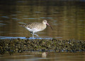 Ime datoteke=Veliki_skurh_Curlew_Numenius_arquata_04.jpg
Velikost datoteke=150KB
Dimenzija=800x582
Datum objave=19.01.2009 Veliki_skurh_Curlew_Numenius_arquata_04.jpg