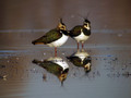 Ime datoteke=Priba_Lapwing_08.jpg
Velikost datoteke=101KB
Dimenzija=800x600
Datum objave=30.01.2009 Priba_Lapwing_08.jpg