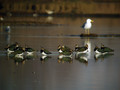 Ime datoteke=Priba_Lapwing_10.jpg
Velikost datoteke=142KB
Dimenzija=800x600
Datum objave=30.01.2009 Priba_Lapwing_10.jpg