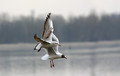Ime datoteke=Recni_galeb_Black_headed_gull_06.jpg
Velikost datoteke=147KB
Dimenzija=850x539
Datum objave=30.01.2009 Recni_galeb_Black_headed_gull_06.jpg