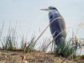 Ime datoteke=Siva__caplja_Grey_heron_08.jpg
Velikost datoteke=160KB
Dimenzija=800x600
Datum objave=30.01.2009 Siva__caplja_Grey_heron_08.jpg