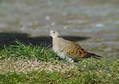 Ime datoteke=Divja_grlica_Turtle_dove_08.jpg
Velikost datoteke=158KB
Dimenzija=800x564
Datum objave=08.02.2009 Divja_grlica_Turtle_dove_08.jpg