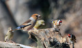 Ime datoteke=Dlesk_Hawfinch_12.jpg
Velikost datoteke=141KB
Dimenzija=800x467
Datum objave=19.02.2009 Dlesk_Hawfinch_12.jpg