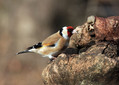 Liscek_Goldfinch_11.jpg