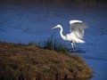 Ime datoteke=Velika_bela_caplja_Great_white_egret_13.jpg
Velikost datoteke=145KB
Dimenzija=800x600
Datum objave=19.02.2009 Velika_bela_caplja_Great_white_egret_13.jpg