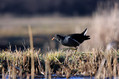 Ime datoteke=Zelenonoga_tukalica_Moorhen_10.jpg
Velikost datoteke=144KB
Dimenzija=800x533
Datum objave=19.02.2009 Zelenonoga_tukalica_Moorhen_10.jpg