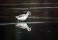 Zelenonogi_martinec_Greenshank_Tringa_nebularia_05.jpg