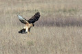 Ime datoteke=Pepelasti_lunj_Hen_harrier_Circus_cyaneus_Orli_Accipitridae_02.jpg
Velikost datoteke=142KB
Dimenzija=800x533
Datum objave=27.02.2009 Pepelasti_lunj_Hen_harrier_Circus_cyaneus_Orli_Accipitridae_02.jpg
