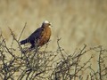 Ime datoteke=Rjavi_lunj_Marsh_harrier_Circus_aeruginosus_Orli_Accipitridae_02.jpg
Velikost datoteke=119KB
Dimenzija=800x600
Datum objave=27.02.2009 Rjavi_lunj_Marsh_harrier_Circus_aeruginosus_Orli_Accipitridae_02.jpg