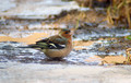 Ime datoteke=Scinkavec_Chaffinch_Fringilla_coelebs_Scinkavci_Fringillidae_12.jpg
Velikost datoteke=150KB
Dimenzija=900x571
Datum objave=27.02.2009 Scinkavec_Chaffinch_Fringilla_coelebs_Scinkavci_Fringillidae_12.jpg